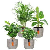 4x Trendige Zimmerpflanzen - Mischung inkl. Ziertöpfe, cremefarben - Grüne Zimmerpflanzen