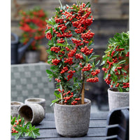 Feuerdorn Pyracantha Red Star rot - Gartenpflanzen