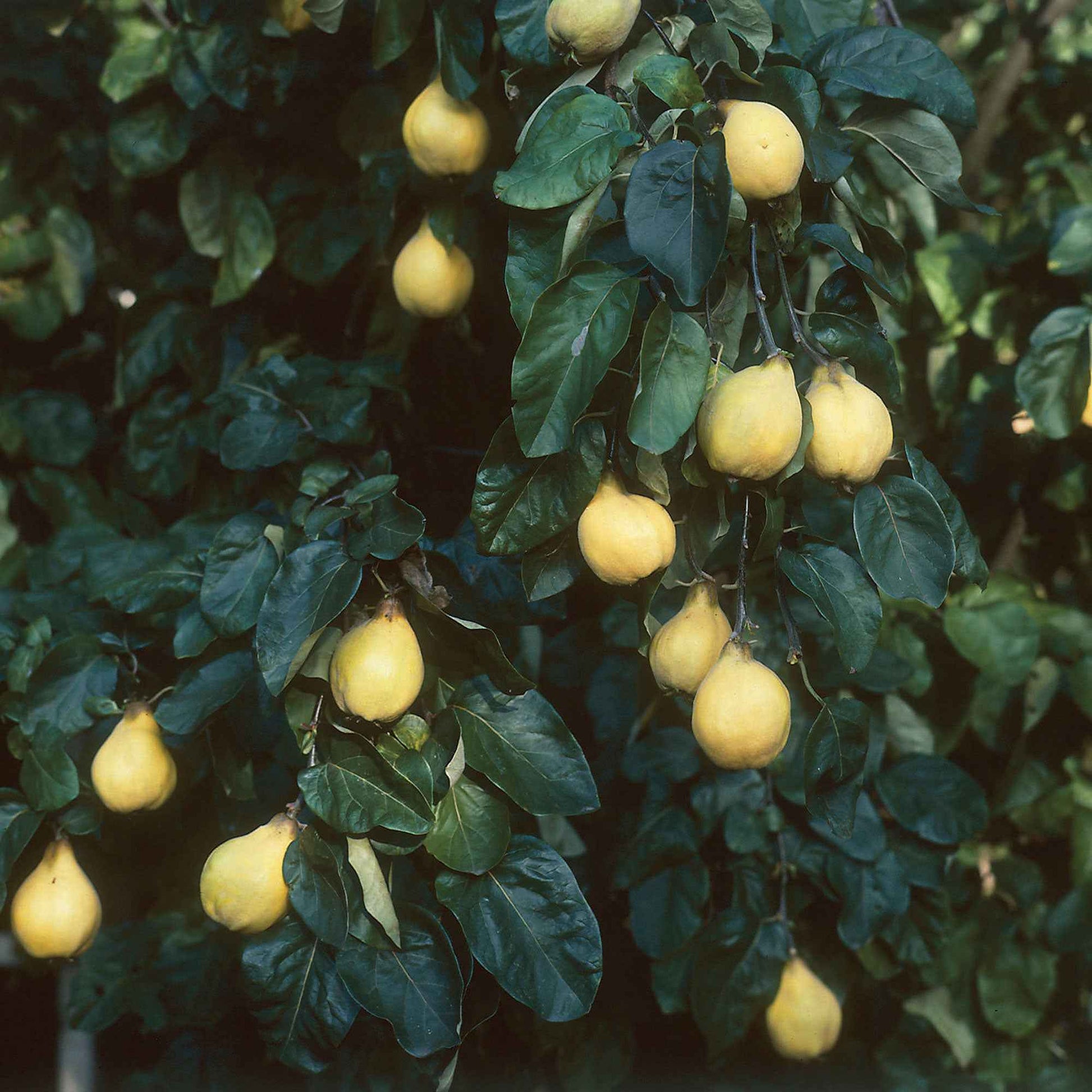 Quittenbaum Cydonia Vranja - Bio - Winterhart - Bio-Gartenpflanzen