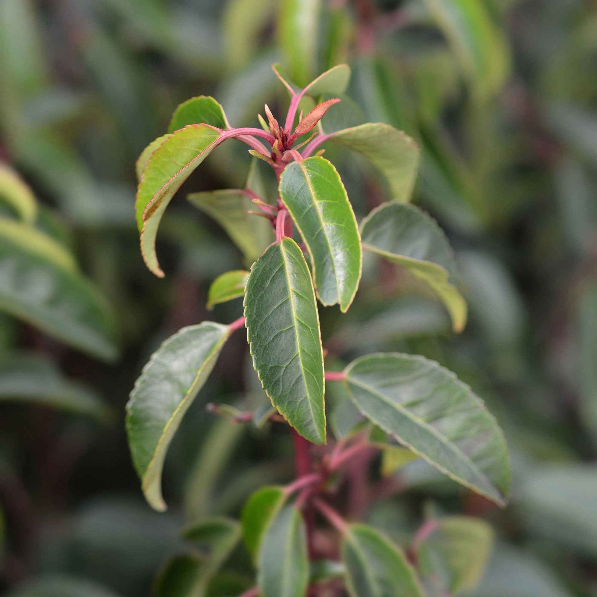 Lorbeerkirsche Prunus Angustifolia – wurzelnackt - Winterhart - Gartenpflanzen