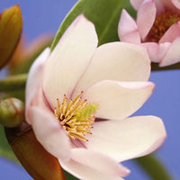 Magnolie Michelia hybride 'Fairy Magnolia Blush' inkl. Elho Loft Urban, weiß - Winterhart - Gartenpflanzen