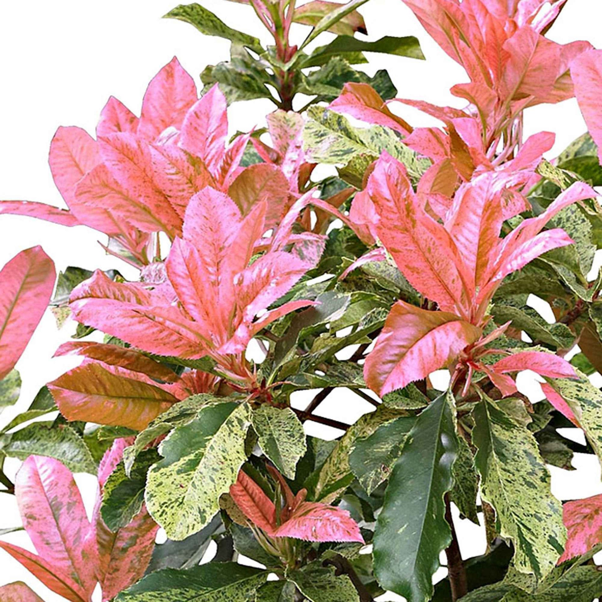 Glanzmispel Photinia serratifolia 'Pink Crispy' inkl. Elho Topf Vibia Campana, grau - Winterhart - Gartenpflanzen im Ziertopf
