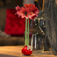Wax Amaryllis Hippeastrum Kolibri rot - Alle beliebten Blumenzwiebeln