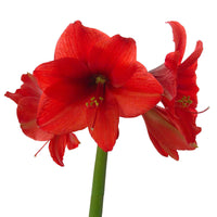 2x Wax Amaryllis Hippeastrum Kolibri rot-weiβ - Alle beliebten Blumenzwiebeln