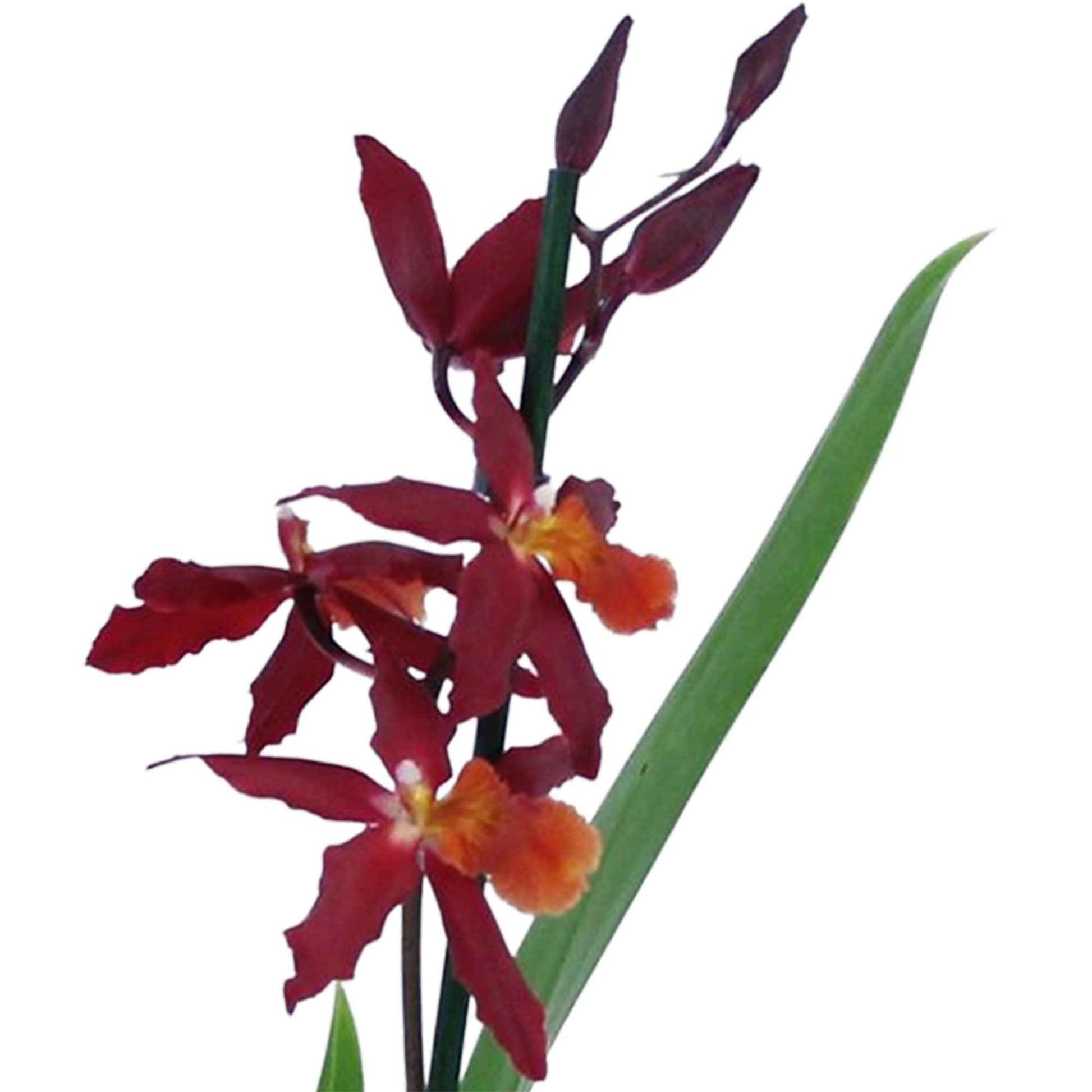Orchidee Burrageara Chayenne Rot - Beliebte blühende Zimmerpflanzen