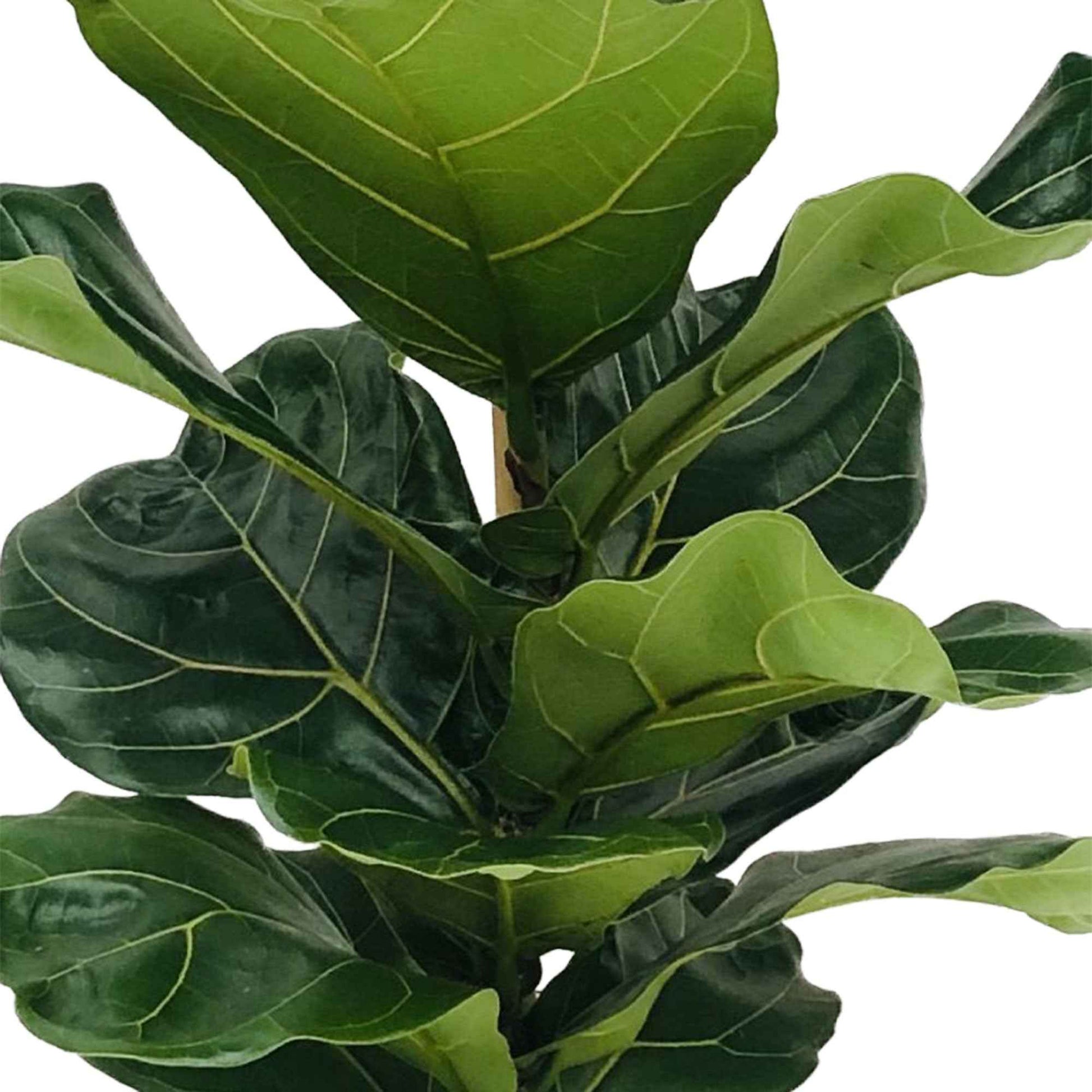 Geigenfeige Ficus lyrata XL - Ficus