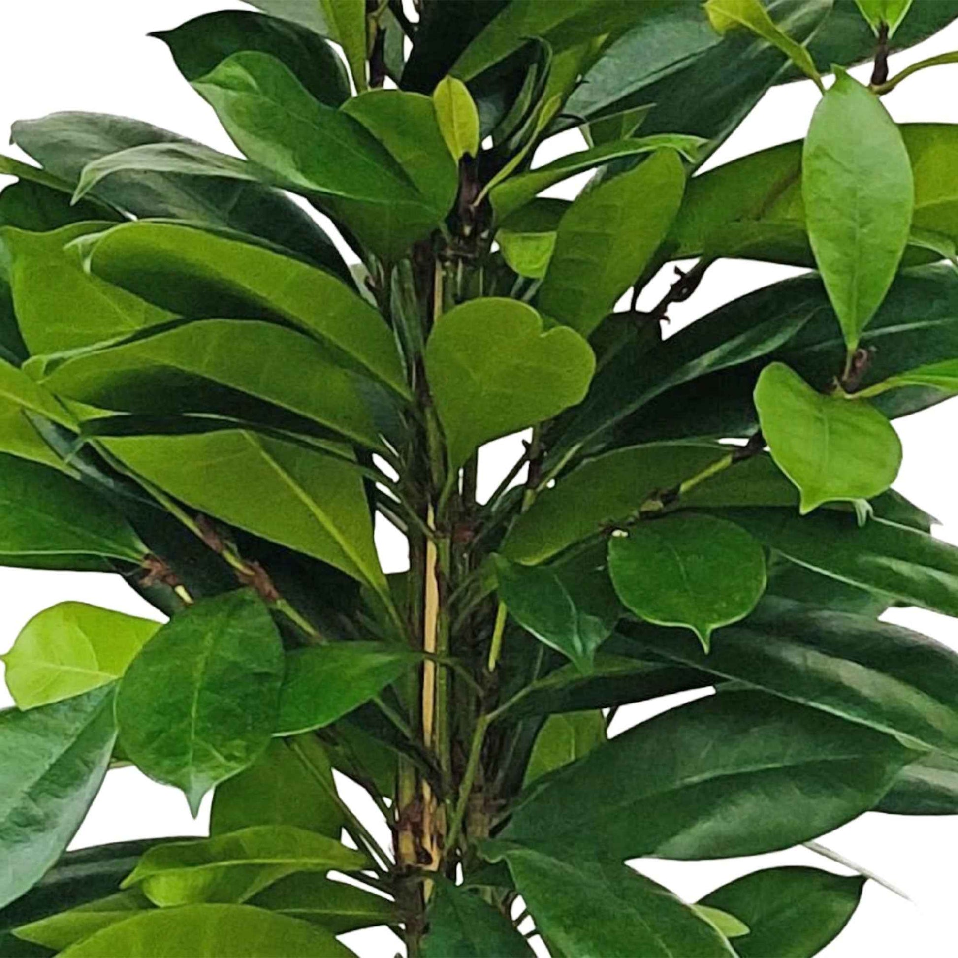 Afrikanischer Feigenbaum Ficus cyathistipula XL - Grüne Zimmerpflanzen