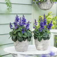 Salbei Salvia 'Misty' blau - Balkonpflanzen