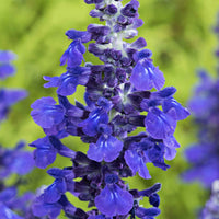 Salbei Salvia 'Misty' blau - Blühende Gartenpflanzen