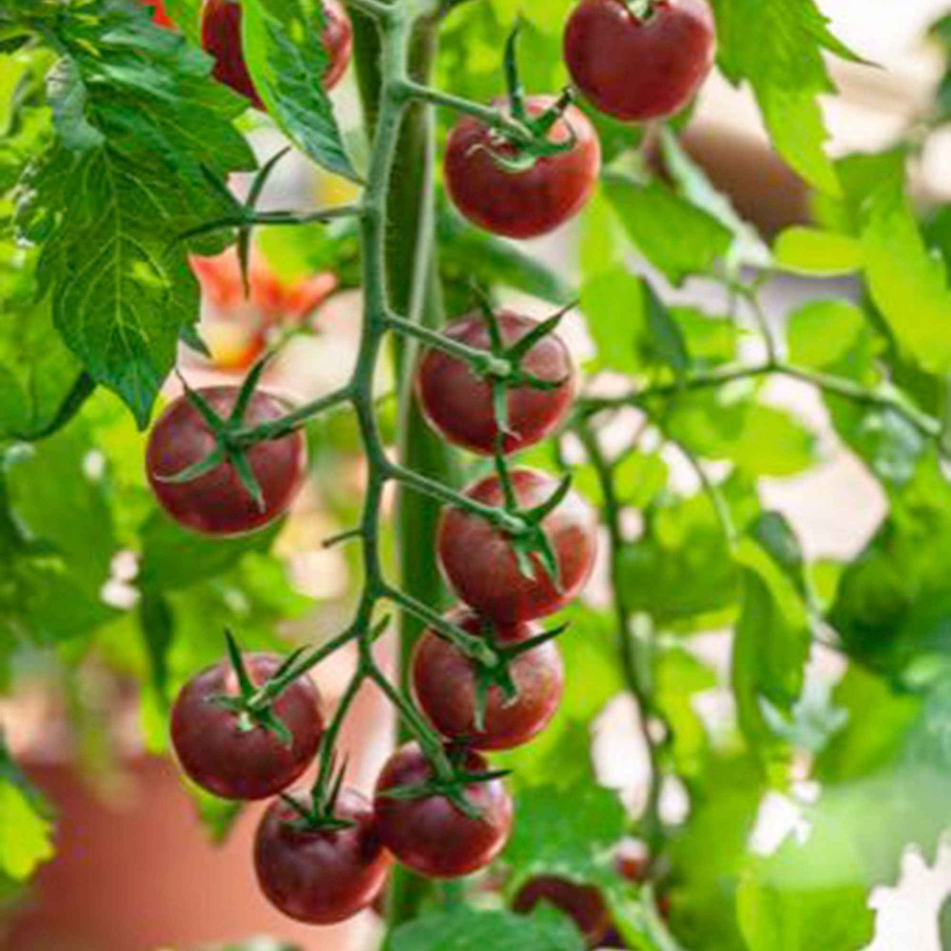 Kirschtomate Solanum 'Black Cherry' schwarz 3 m² - Gemüsesamen - Gemüsegarten