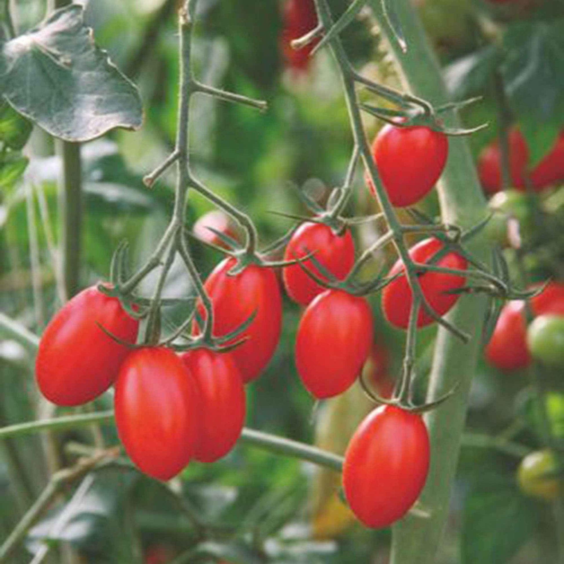 Tomate Solanum 'Ravello F1' 2 m² - Gemüsesamen - Gemüsegarten