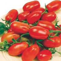 Tomate Solanum 'Ravello F1' 2 m² - Gemüsesamen - Gemüsesaat