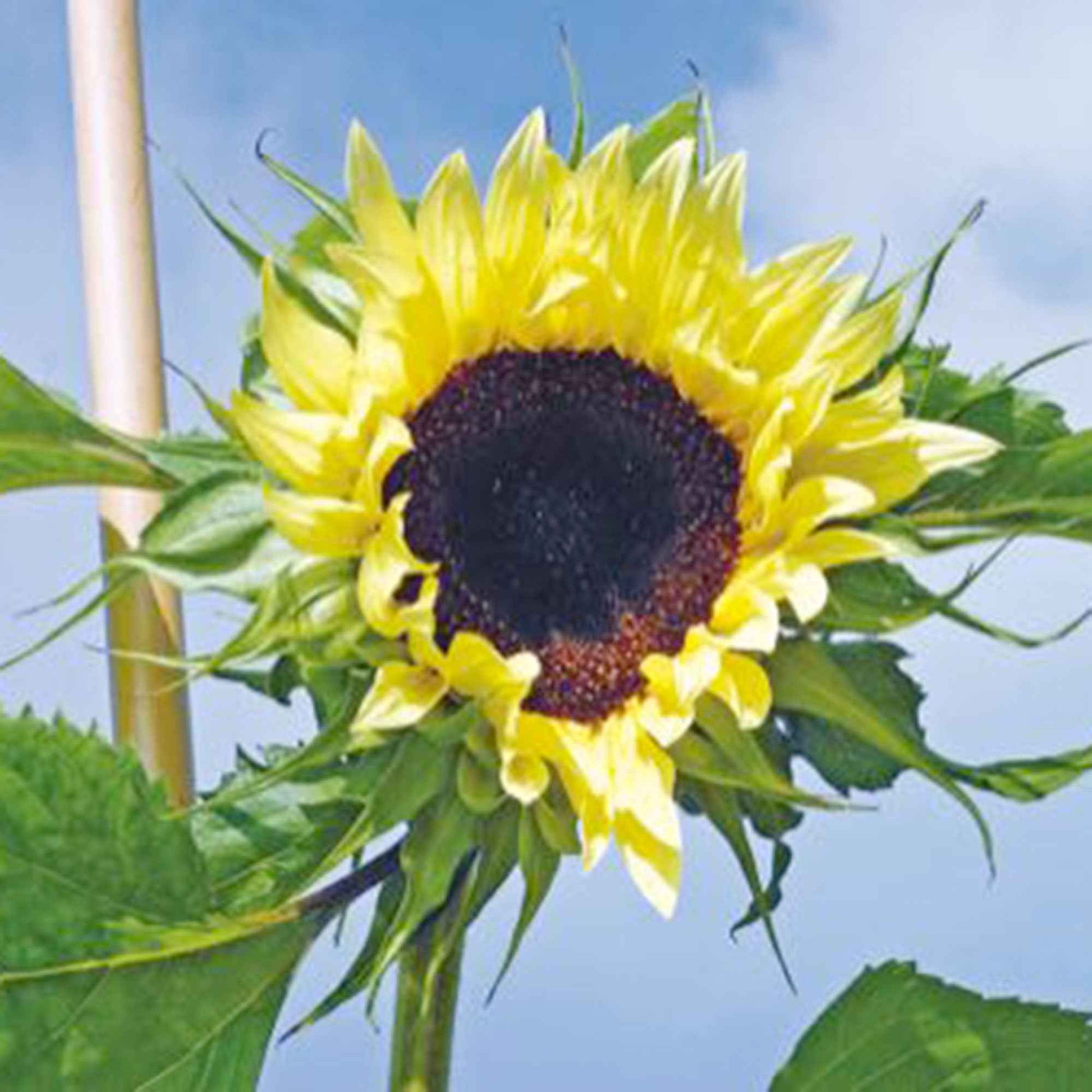 Sonnenblume Helianthus 'Moonwalker' gelb 3 m² - Blumensamen - Gartenpflanzen