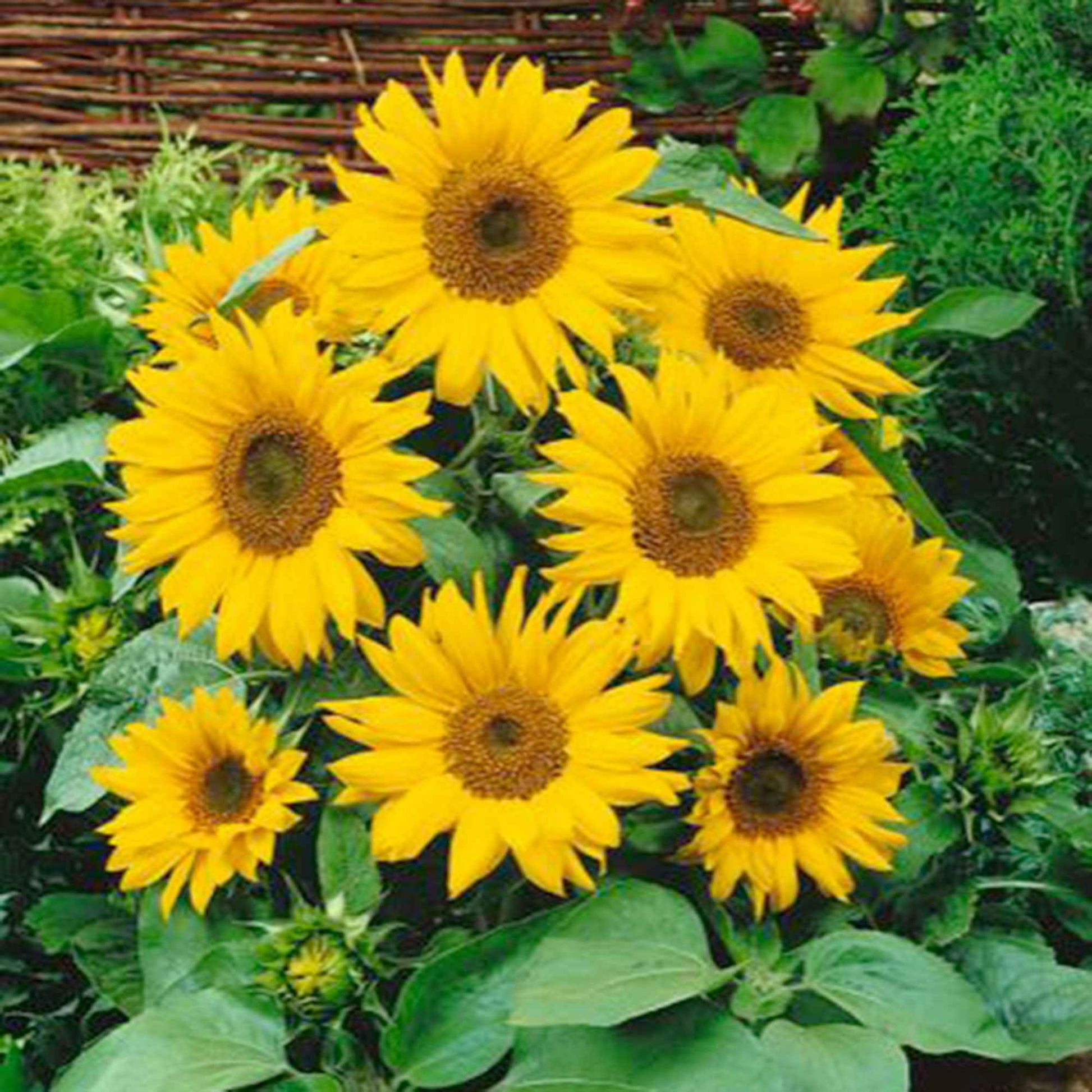 Sonnenblume Helianthus 'Pacino Gold' gelb 3 m² - Blumensamen - Blumensaat