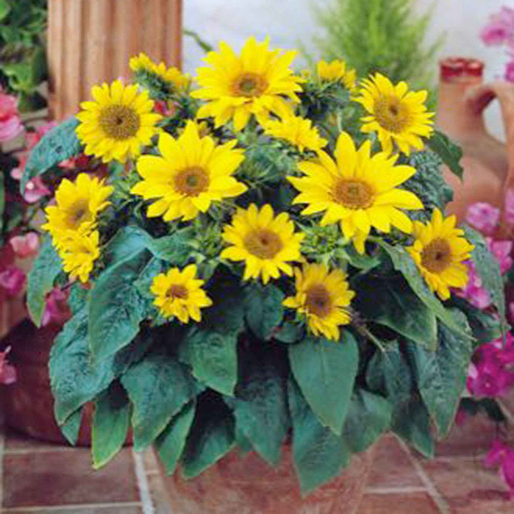 Sonnenblume Helianthus 'Pacino Gold' gelb 3 m² - Blumensamen - Pflanzeneigenschaften