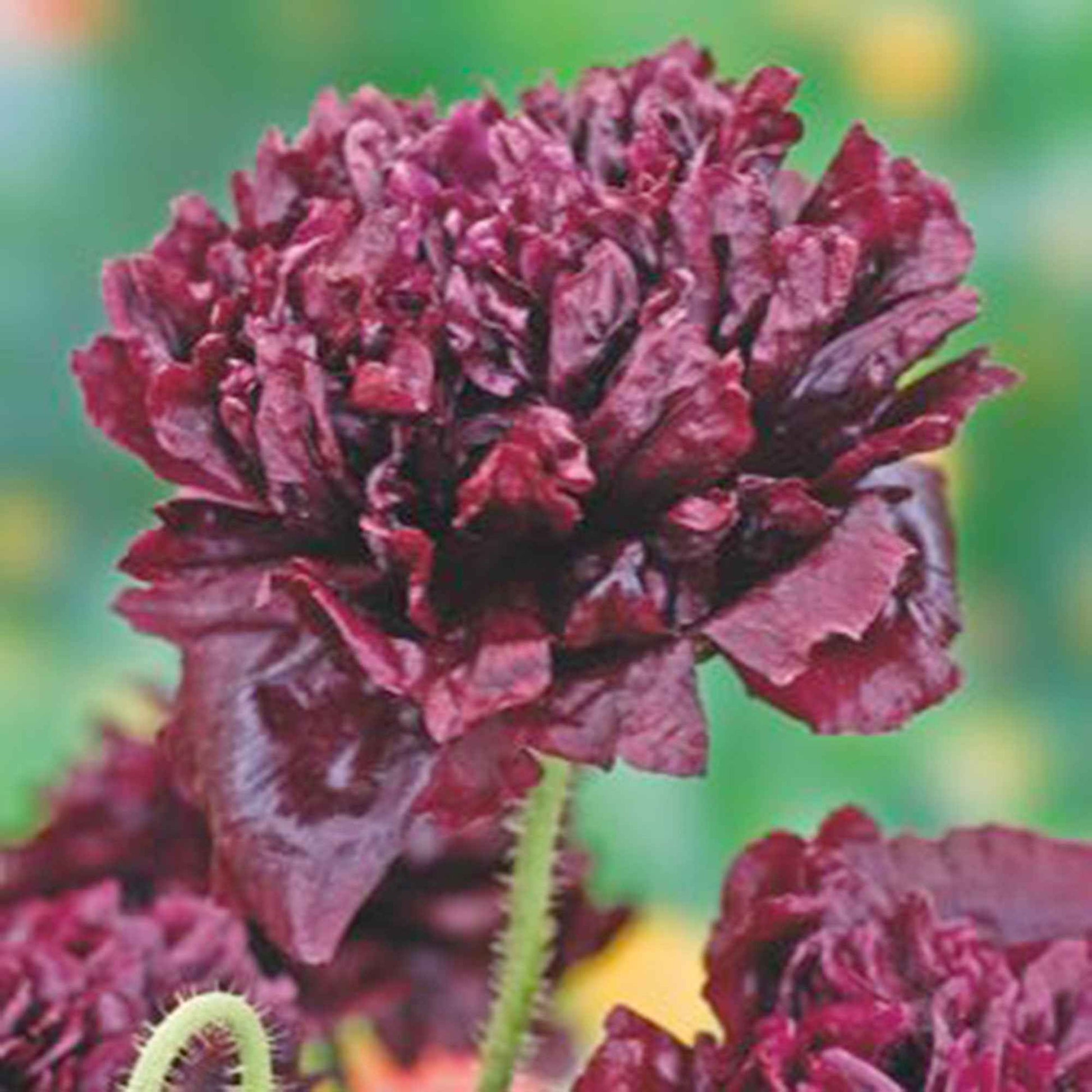 Mohn 'Black Paeony' lila 1 m² - Blumensamen - Pflanzeneigenschaften