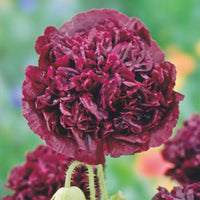 Mohn 'Black Paeony' lila 1 m² - Blumensamen - Blumensaat