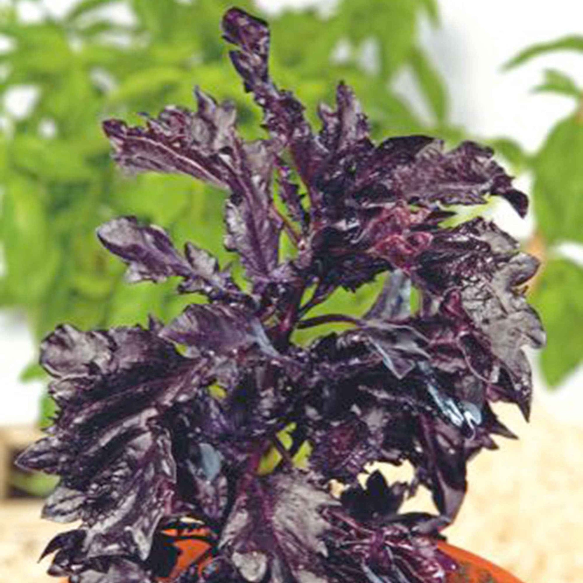 Basilikum Ocimum 'Purple Ruffles' lila 10 m² - Kräutersamen - Gemüsegarten