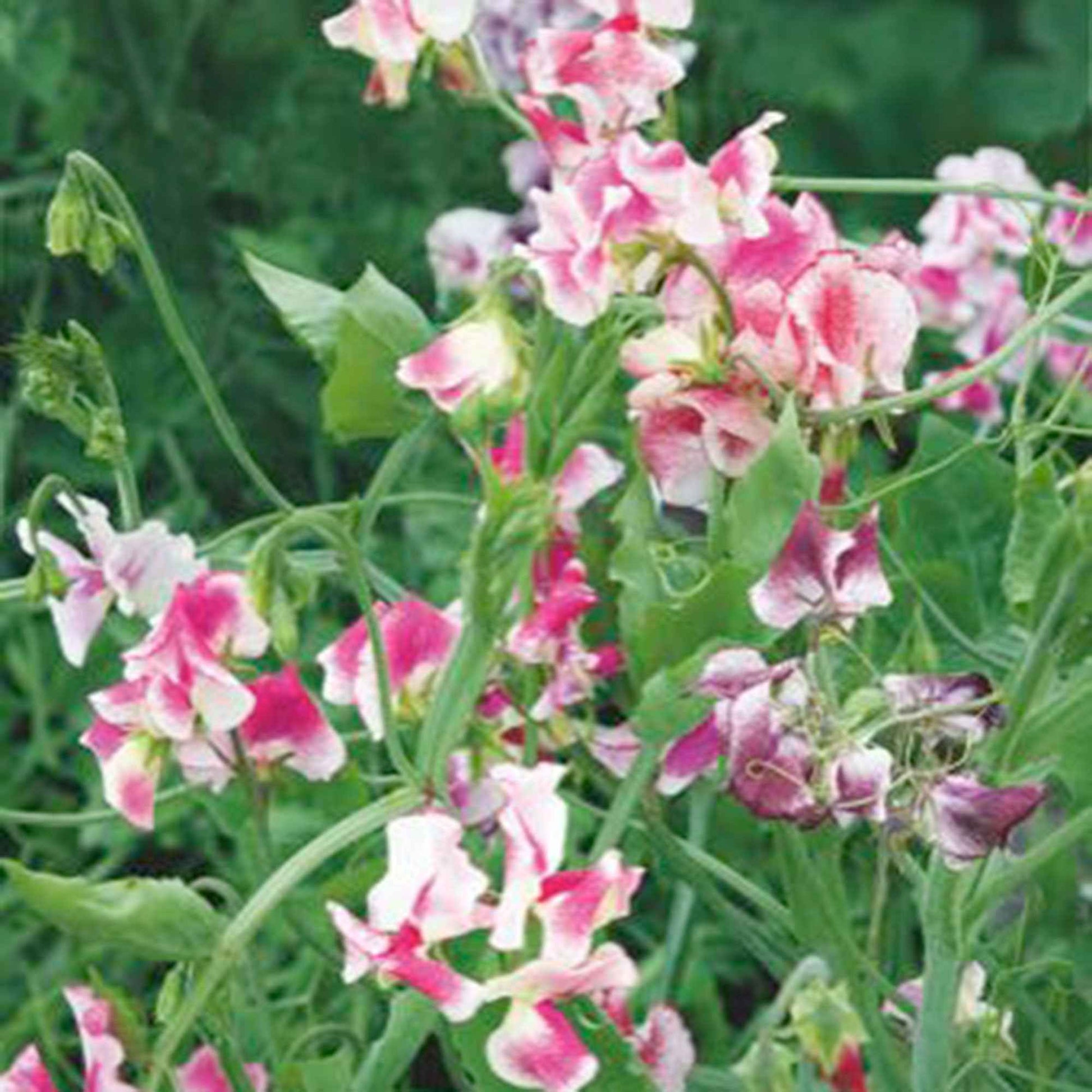 Duft-Wicke Lathyrus 'Unwin' rosa 2 m² - Blumensamen - Gartenpflanzen