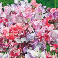 Duft-Wicke Lathyrus 'Unwin' rosa 2 m² - Blumensamen - Blumensaat