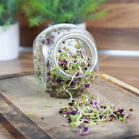 Keimgemüse Pikanter Salatmix - Biologisch inkl. Anzuchtset - Gemüsesamen - Gemüsegarten