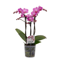 Schmetterlings Orchidee Phalaenopsis Vienna Rosa - Blühende Zimmerpflanzen