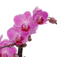Schmetterlings Orchidee Phalaenopsis Vienna Rosa - Buntes Sortiment