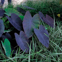 Elefantenohr Colocasia Black Magic lila - Sumpfpflanze, Uferpflanze - Alle Wasserpflanzen