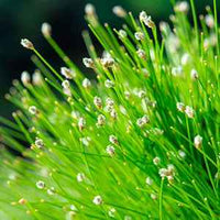Frauenhaargras Scirpus cernuus weiβ - Sauerstoffpflanze - Naturteich