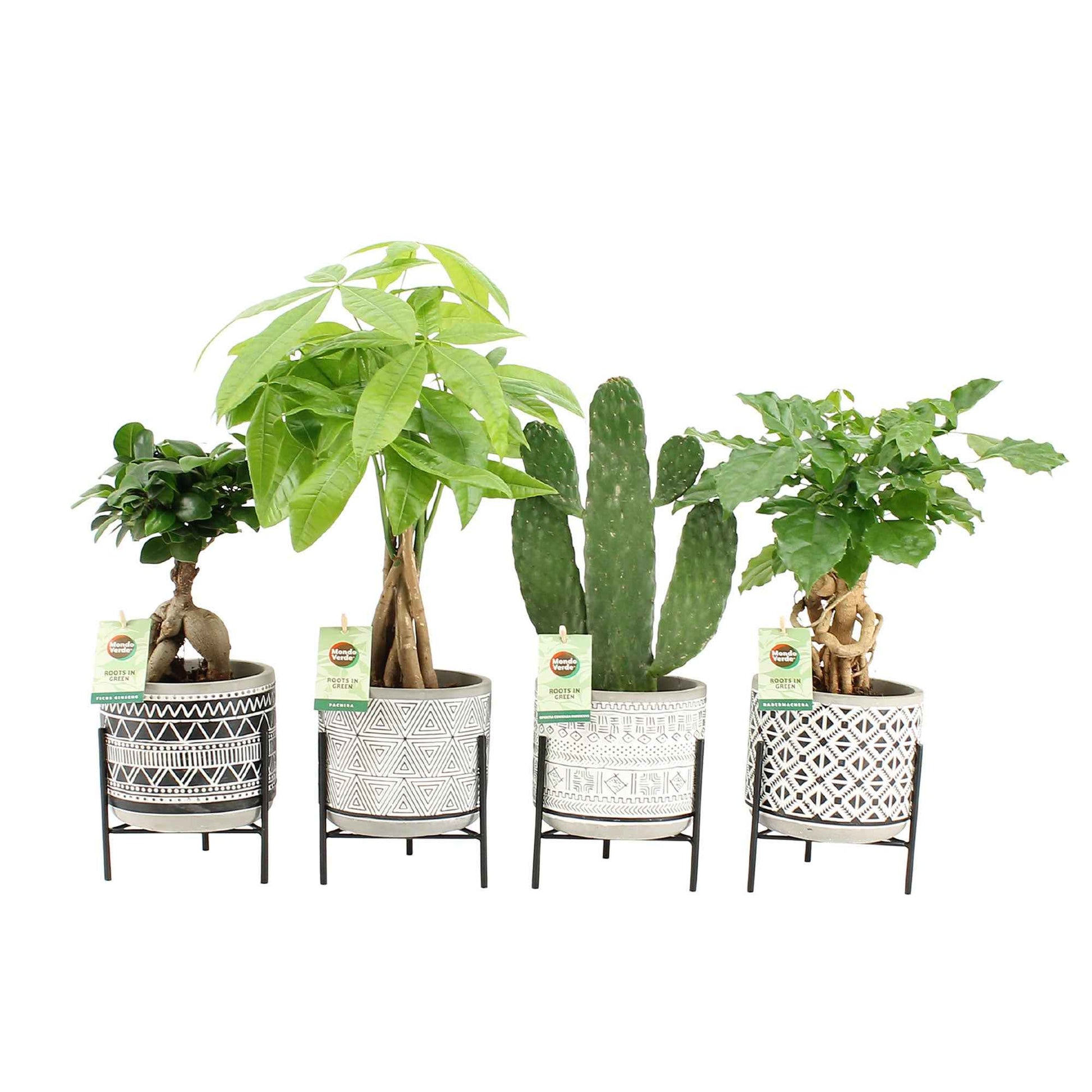 4x Asiatische Zimmerpflanzen - Mischung Green paradise inkl. Ziertöpfe - Beliebte grüne Zimmerpflanzen