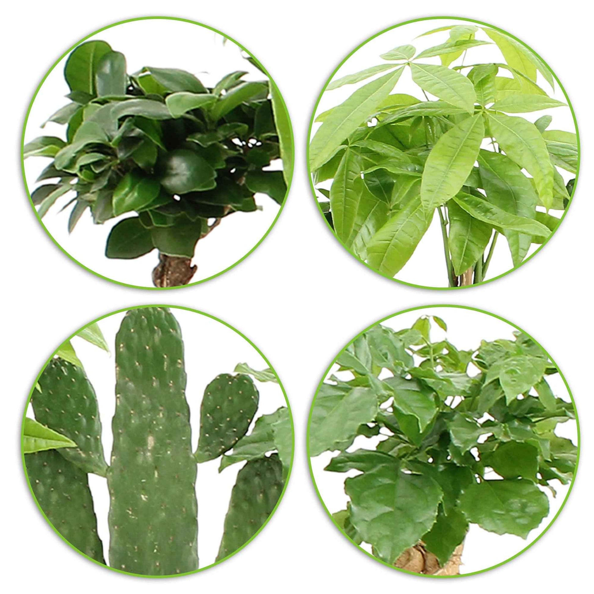 4x Asiatische Zimmerpflanzen - Mischung Green paradise inkl. Ziertöpfe - Beliebte Zimmerpflanzen