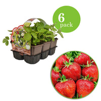 6x Erdbeere Fragaria Ostara - Biologisch im Topf - Gemüsegarten-Trends