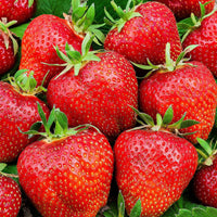 6x Erdbeere Fragaria Ostara - Biologisch im Topf - Erdbeeren