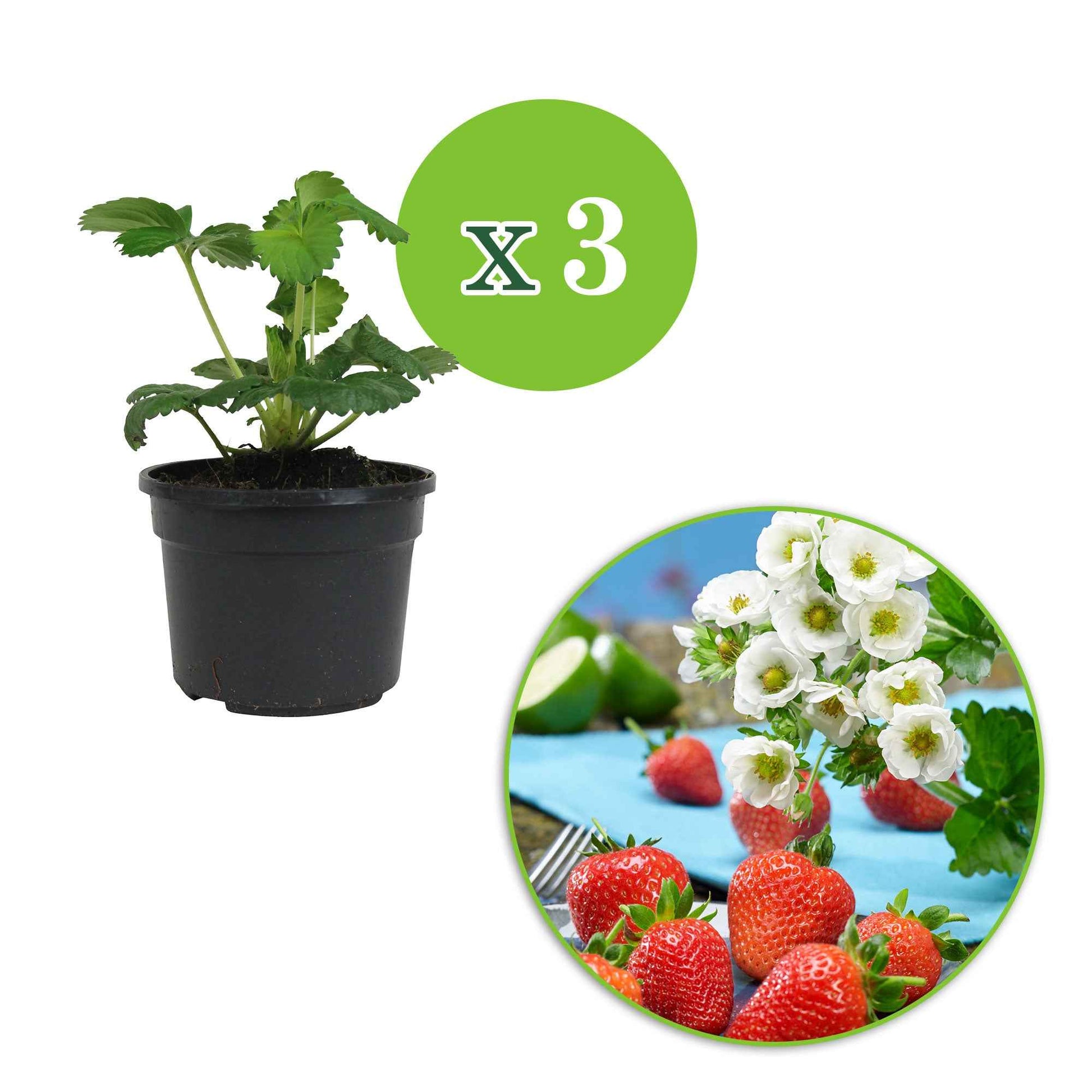 3x Erdbeere Fragaria Summer Breeze Snow - Biologisch im Topf - Gemüse für die Terrasse