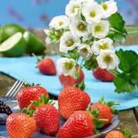 3x Erdbeere Fragaria Summer Breeze Snow - Biologisch im Topf - Erdbeeren