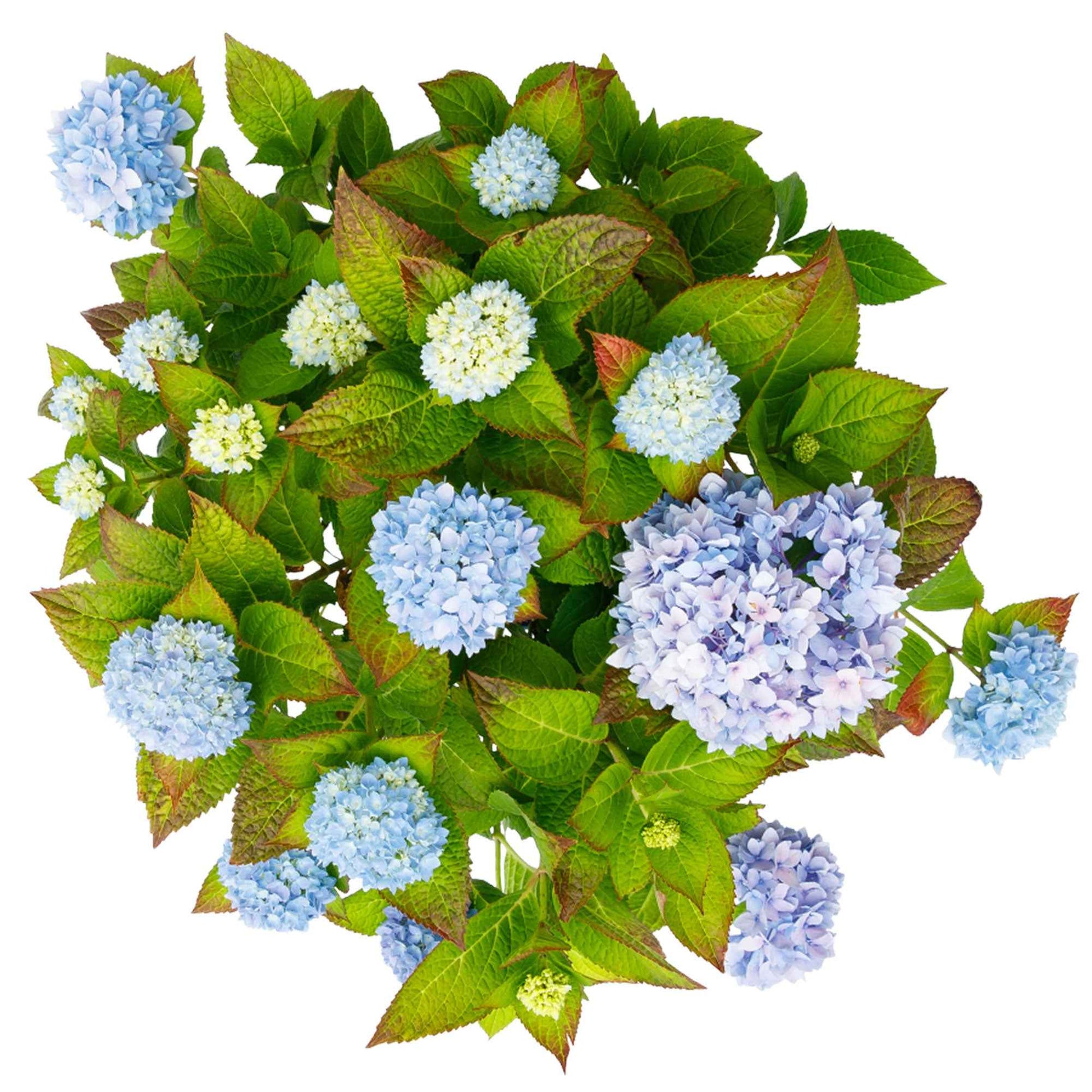 Bauernhortensie Hydrangea The Original Blue Blau - Winterhart - Blühende Sträucher