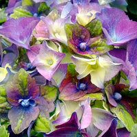 Bauernhortensie Hydrangea Royalty Lady Mata Hari Blau - Winterhart - Bauernhortensie