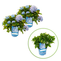Bauernhortensie Hydrangea The Original Blue Blau - Winterhart - Blühende Gartenpflanzen