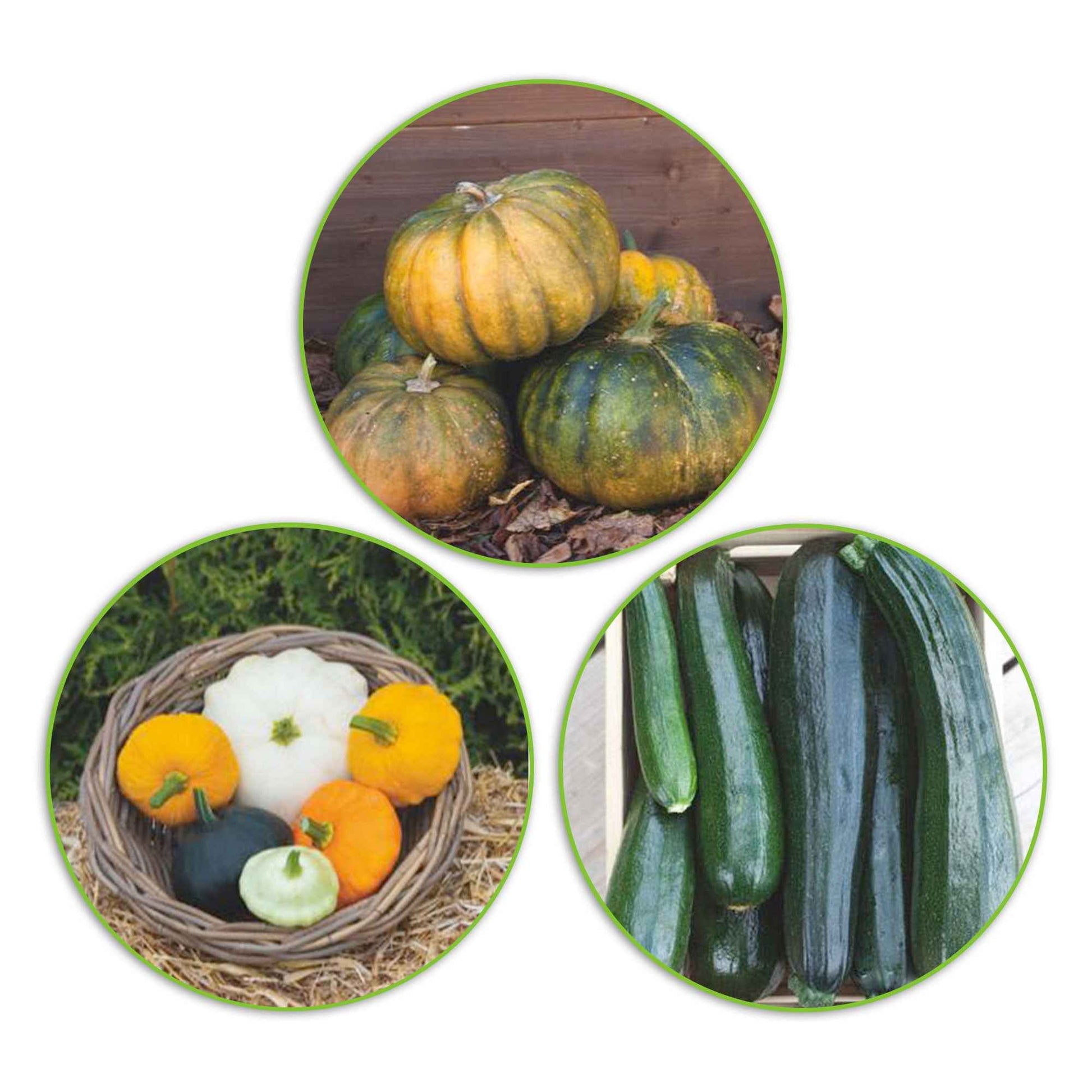 Zucchinipaket Cucurbita 'Grüner Genuss' 17 m² - Gemüsesamen - Anzuchtsets