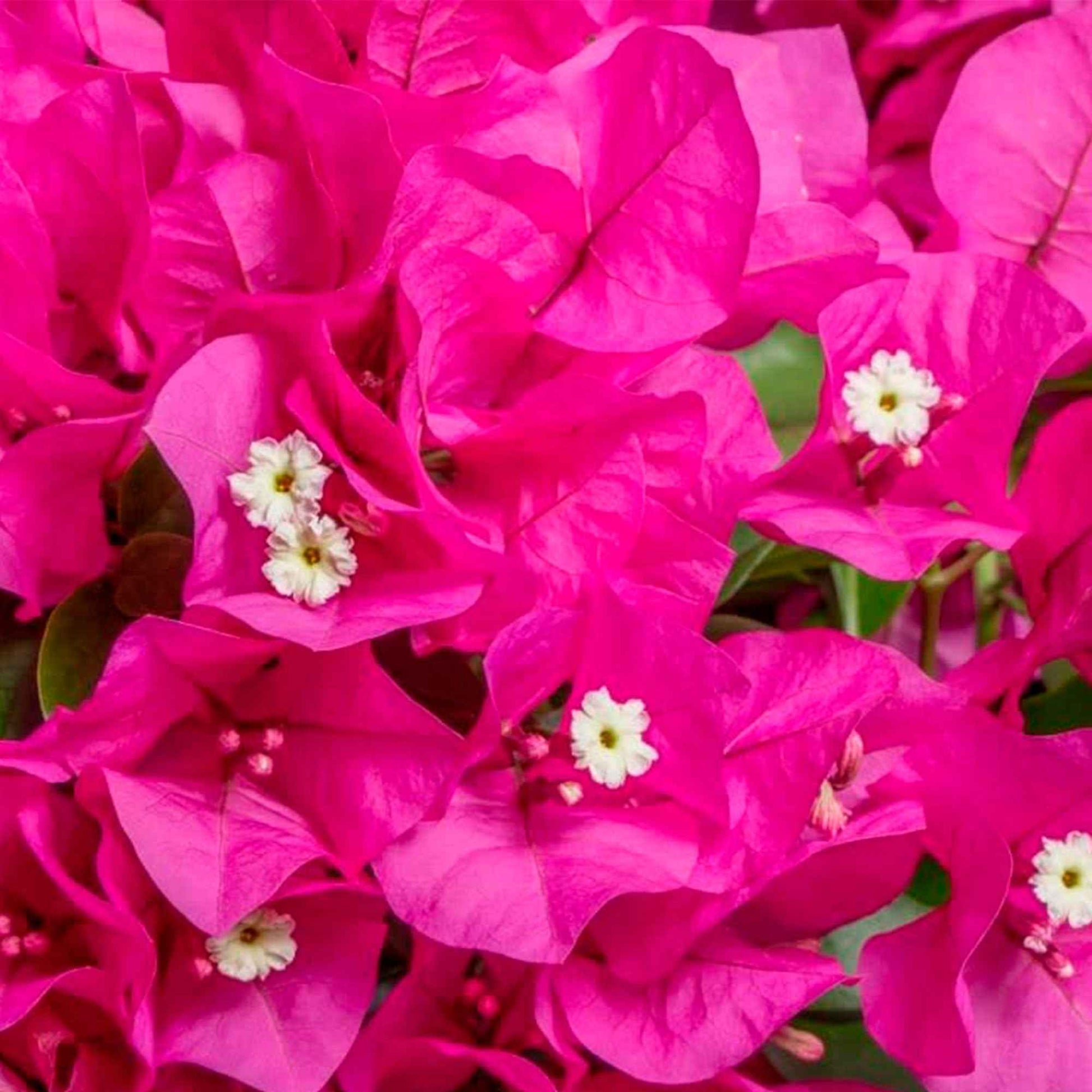 Bougainvillea hybride 'Vera Deep Purple' lila inkl. Hängetopf - Balkonpflanzen