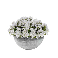 3x Glockenblume Campanula 'White' weiβ inkl. Schale grau - Alle Gartenpflanzen mit Topf