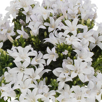 3x Glockenblume Campanula 'White' weiβ inkl. Schale grau - Bienen- und schmetterlingsfreundliche Pflanzen