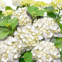Bauernhortensie Hydrangea macrophylla Weiß inkl. Dekotopf - Winterhart - Blühende Gartenpflanzen