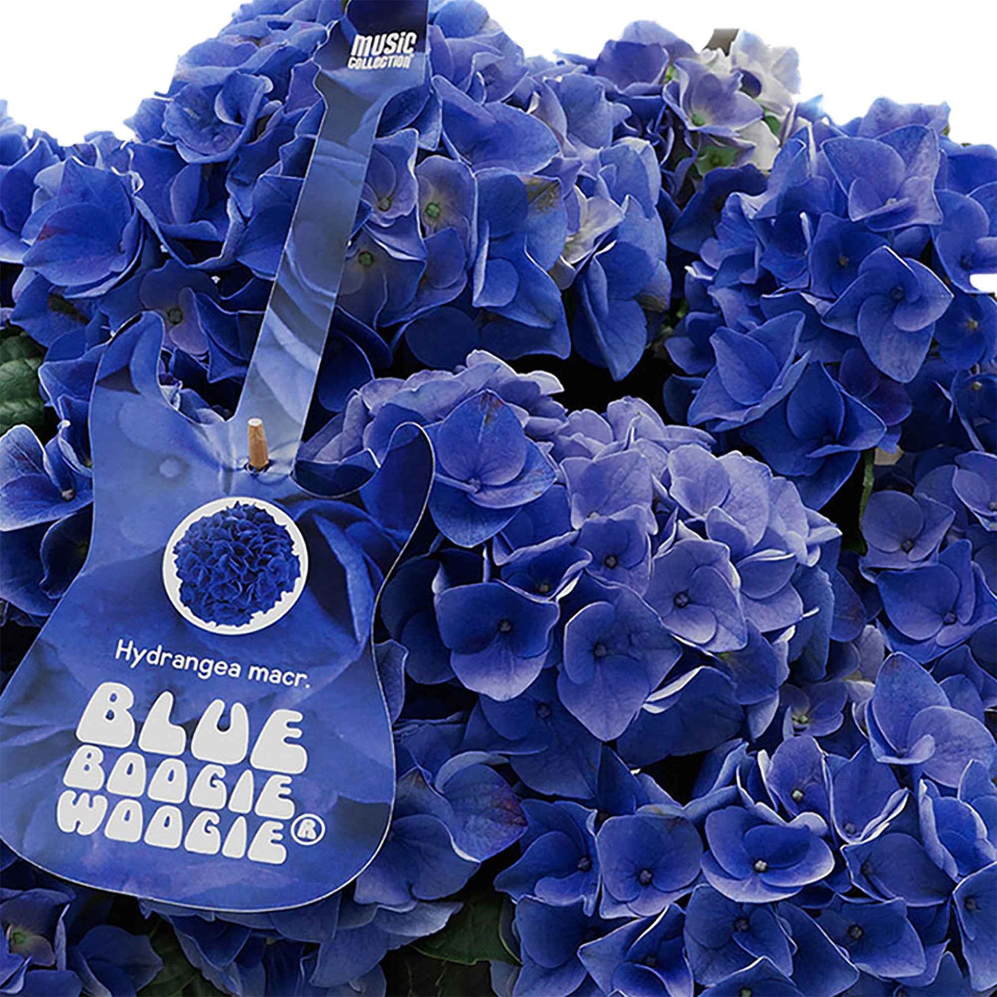 Bauernhortensie Hydrangea 'Blue Boogiewoogie'® Blau inkl. anthrazitfarbener Pflanzenschale - Blühende Gartenpflanzen