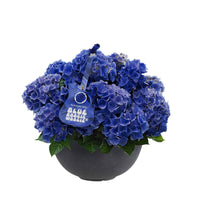 Bauernhortensie Hydrangea 'Blue Boogiewoogie'® Blau inkl. anthrazitfarbener Pflanzenschale - Alle Gartenpflanzen mit Topf