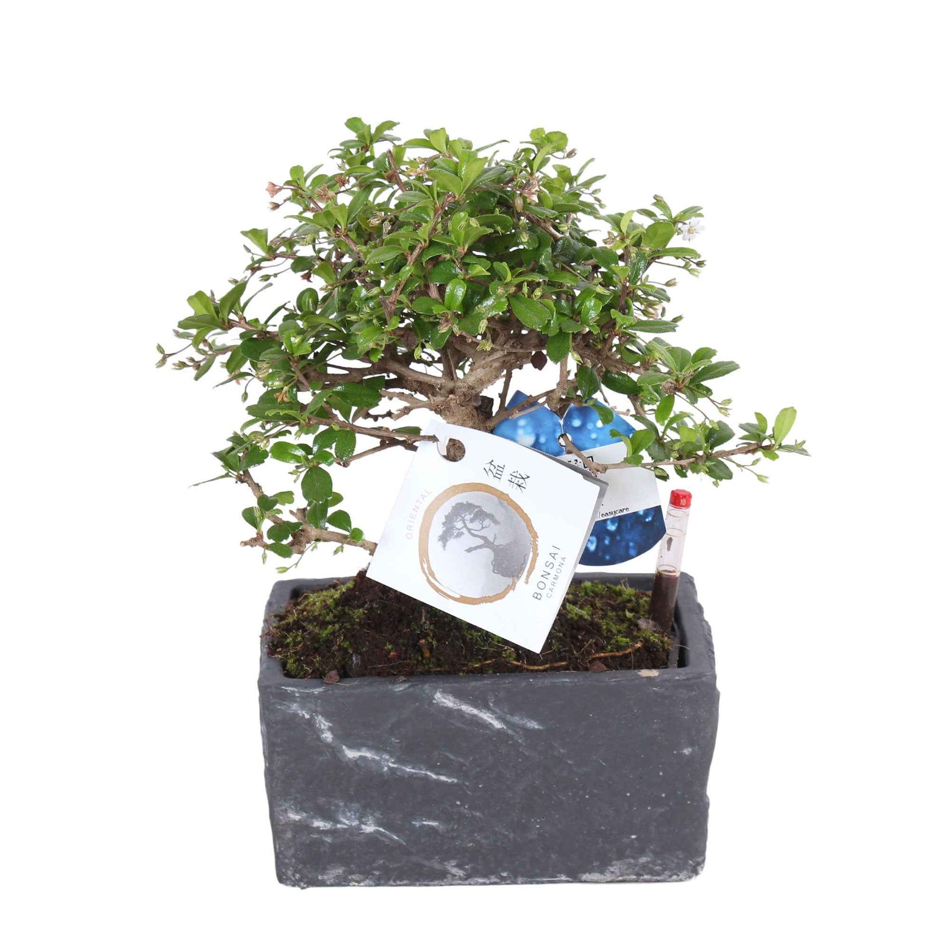 Bonsai Carmona microphylla inkl. Ziertopf aus Schieferstein, Keramik und Bewässerungsmesser - Alle Pflanzen mit Topf