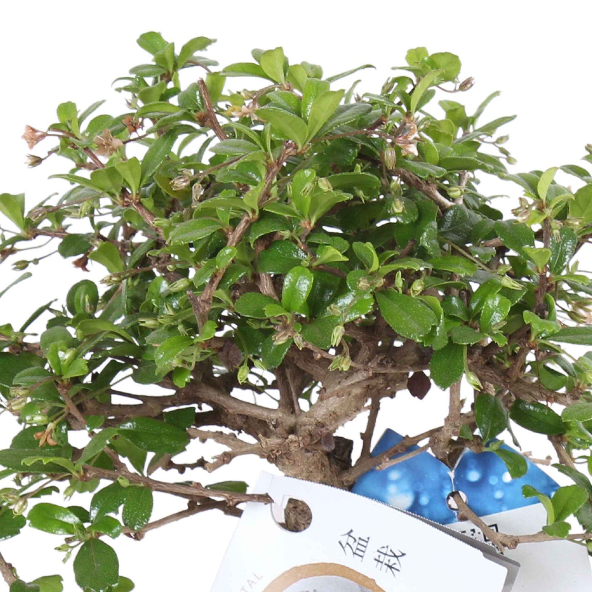 Bonsai Carmona microphylla inkl. Ziertopf aus Schieferstein, Keramik und Bewässerungsmesser - Bonsai
