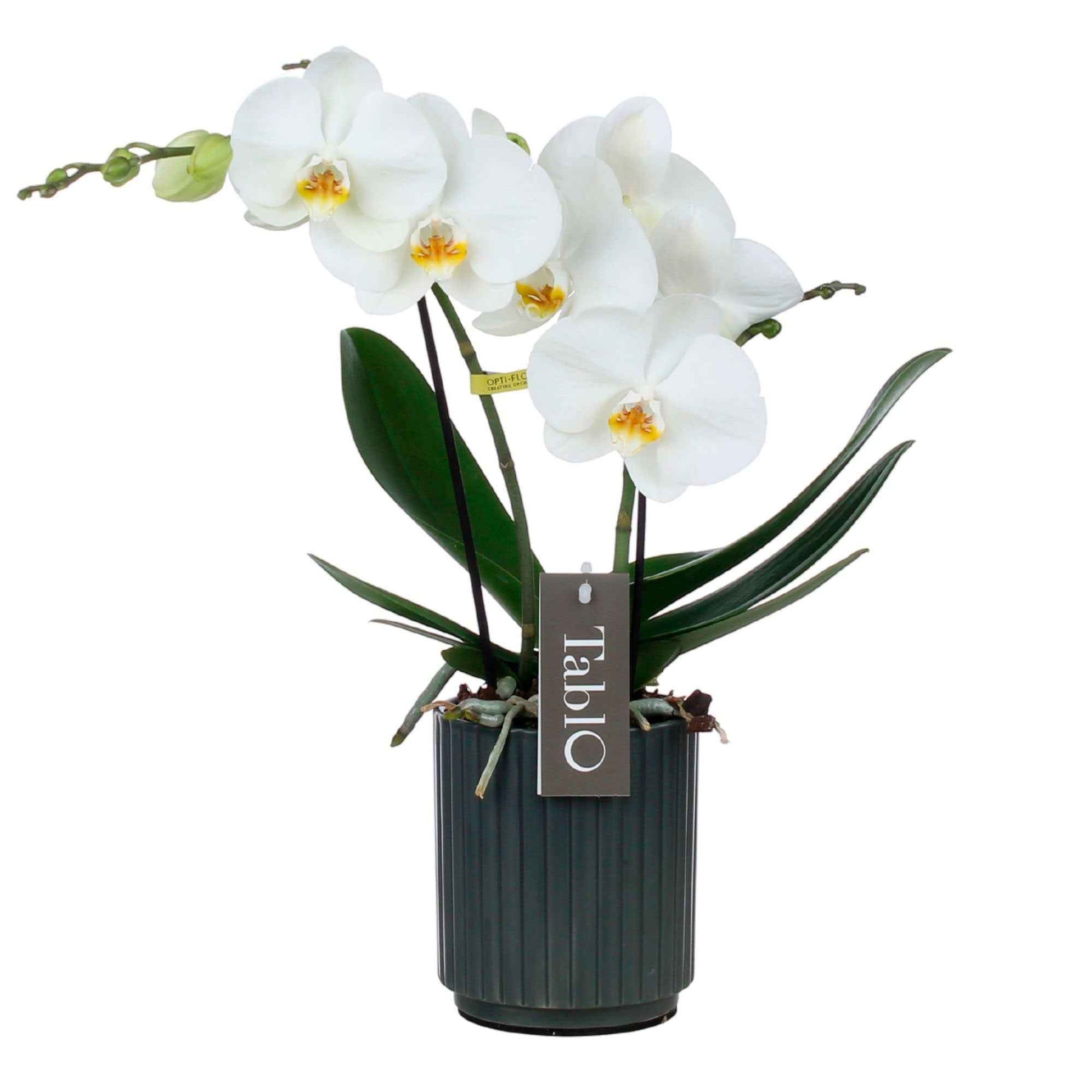 Schmetterlings Orchidee Phalaenopsis 'Tablo Champagne' Weiß inkl. Dekotopf - Blühende Zimmerpflanzen