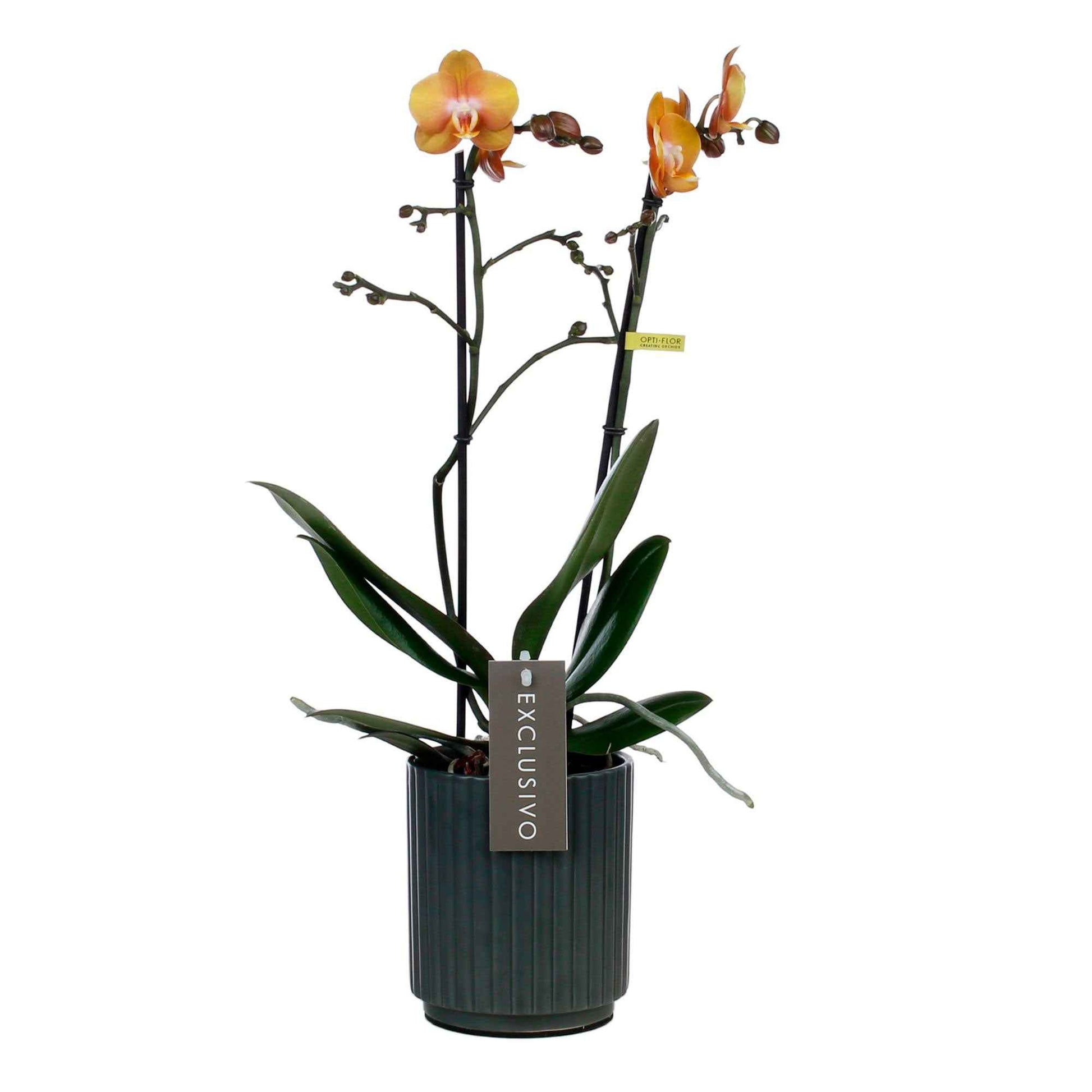 Schmetterlings Orchidee Phalaenopsis 'Las Vegas' Orange inkl. Dekotopf - Blühende Zimmerpflanzen