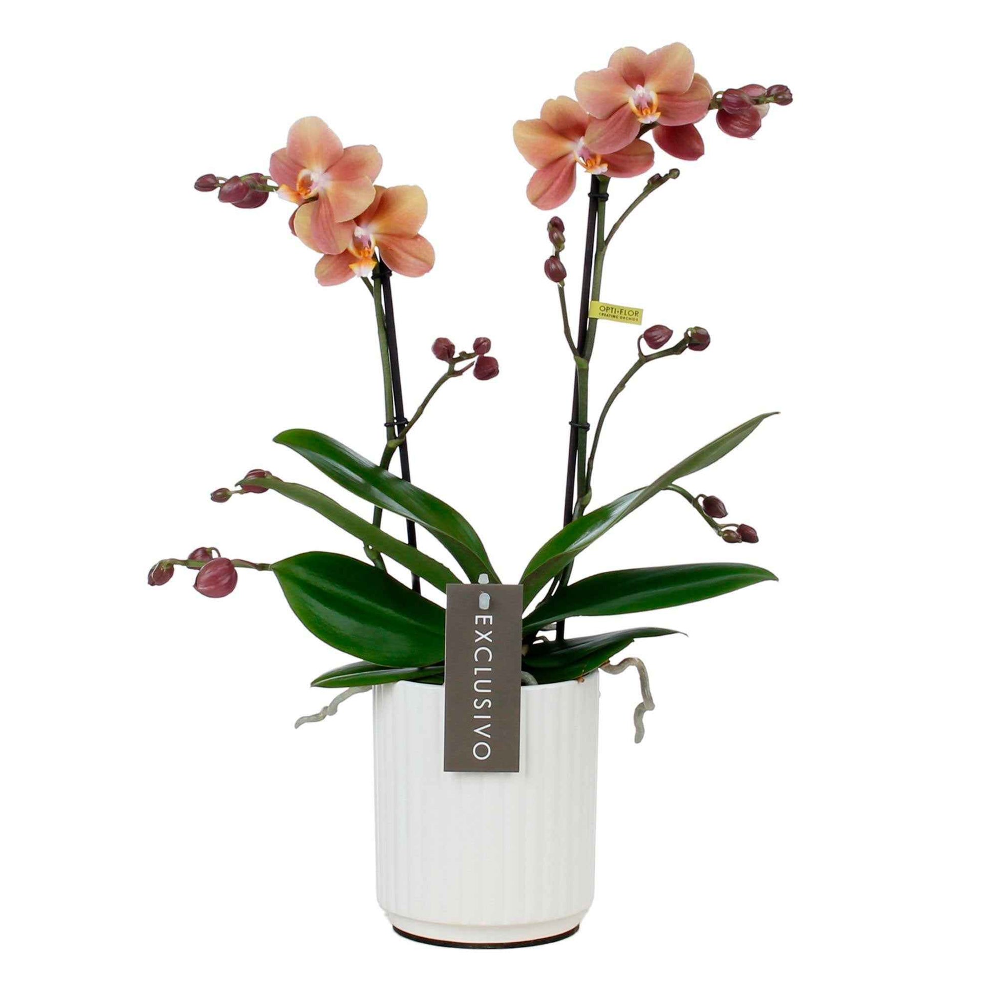 Schmetterlings Orchidee Phalaenopsis 'Monaco' Orange inkl. Dekotopf - Blühende Zimmerpflanzen